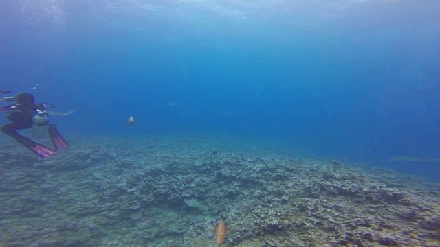 Clown fish anemone and sharks Moorea, French Polynesia Feb 2014 смотреть онлайн