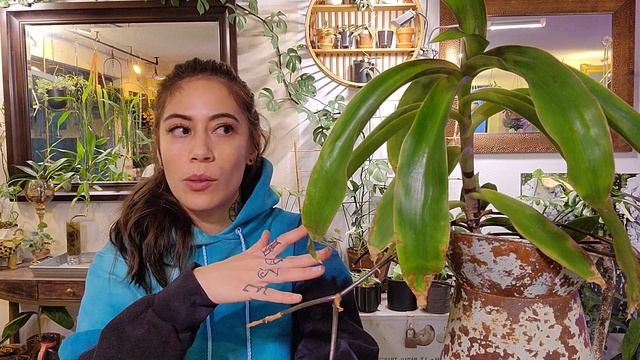 Callisia Fragrans Basket Plant I Care + Propagation смотреть онлайн