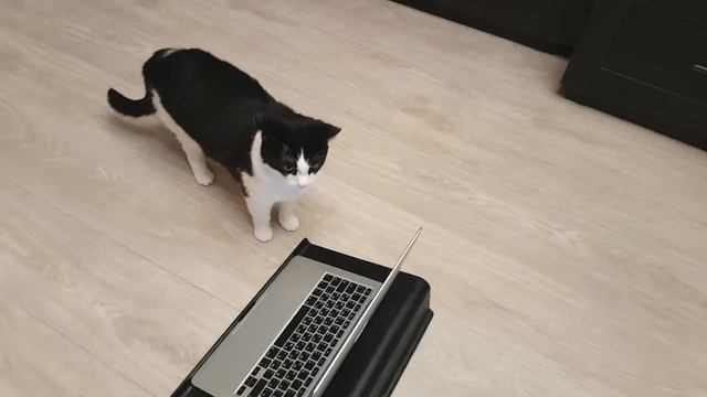 Video Сhat. The cat is looking for Daddy смотреть онлайн