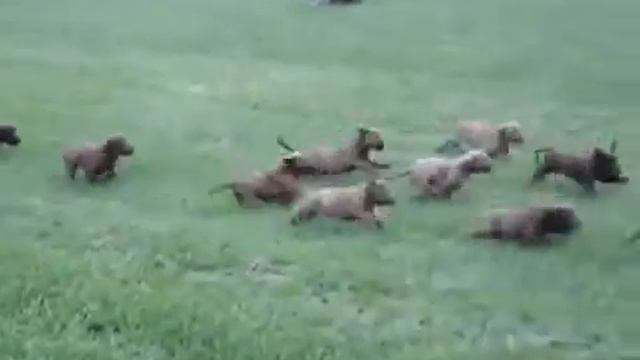 Стая огромных собак с диким ужасающим лаем нападает на ребенка смотреть онлайн