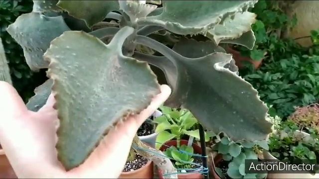 Обзор Коллекции Каланхоэ- Kalanchoe ?Ноябрь 2020