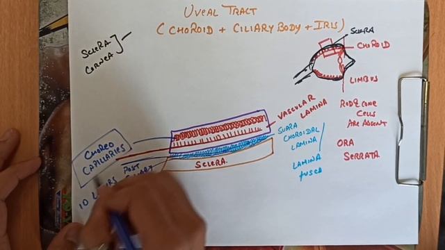 Choroid...Anatomy Of Eye Part 4 (Structure Of Choroid) смотреть онлайн