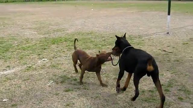 Max y Dylan.avi смотреть онлайн