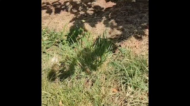 Cherry-picking tutorial смотреть онлайн