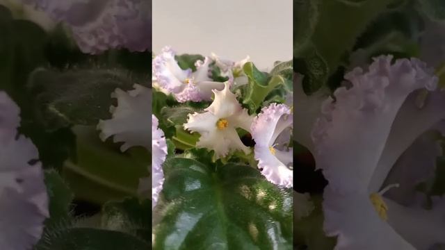 РМ-Франческа. Знакомство с сортом. смотреть онлайн