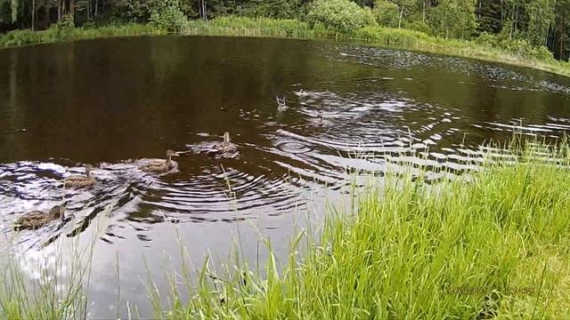 Видео для души антистресс релакс Утки Виктор Тайпан relax video for the soul смотреть онлайн