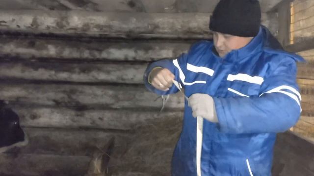 Откорм быков. Вес быка Голштинской породы в 8 месяцев # кормление_быков #как_взвесить_быков #откор смотреть онлайн