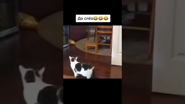 КОТЫ УГАР????