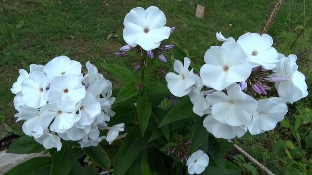 Флокс БАЛЕТ | обзор, описание, цветение, отзыв. смотреть онлайн