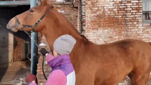 VLOG из конюшни | кск Яровит | будни конного клуба | коноблог