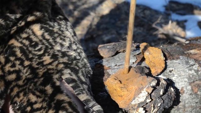Добыча огня первобытным способом #1 смотреть онлайн