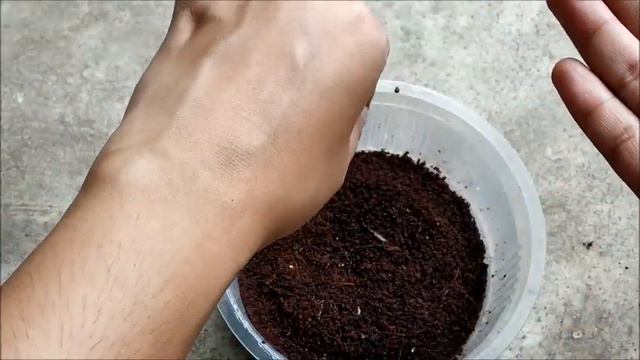 How To Germinate Petunia Seeds ? | Whimsy Crafter смотреть онлайн
