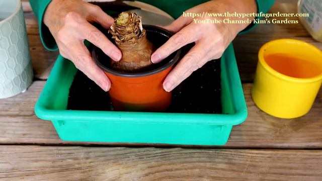 Amaryllis Bulb From Last Year! I Saved It! Is It Time To Plant? See The End - It's Growing! смотреть онлайн