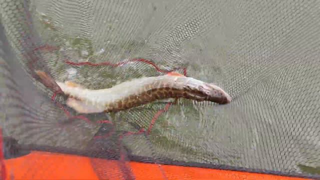 Щука против RELAX KING SHAD смотреть онлайн