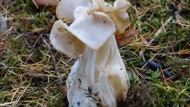 Helvella crispa смотреть онлайн