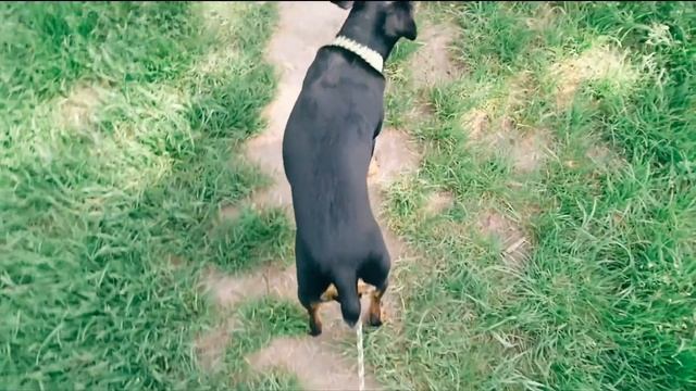 Как научить ягдтерьера команде "стой"? смотреть онлайн