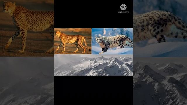 Снежный барс против гепарда! смотреть онлайн