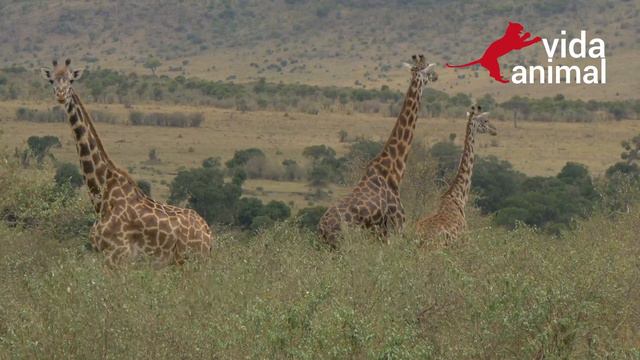 GIRAFA ACERTA COICE EM RINOCERONTE - VIDA ANIMAL смотреть онлайн