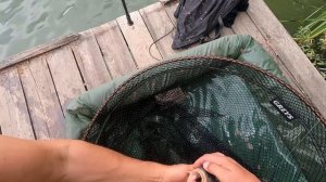 НА ЧТО ЛОВИТЬ КАРПА В ЖАРУ? УСПЕШНАЯ ТАКТИКА ЛОВЛИ КАРПА С ПОВЕРХНОСТИ. Часть I