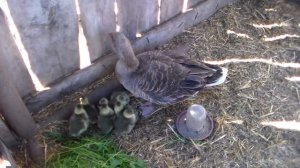 Серые гуси,первый день жизни.Гусыня с гусятами вывод удался.