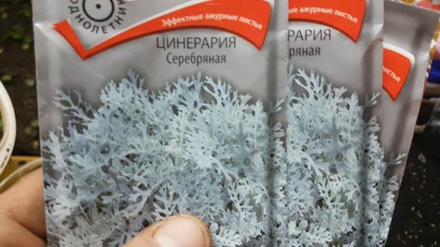 Цинерария. как правильно посеять цинерарию семенами. выращивание цинерарии .ПРОСТОЙ СПОСОБ смотреть онлайн