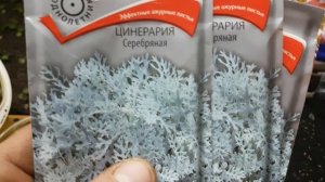 Цинерария. как правильно посеять цинерарию семенами. выращивание цинерарии .ПРОСТОЙ СПОСОБ