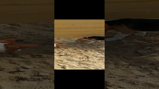 Щенок Бигля 4 месяцев и щенок Басенджи 10 месяцев, Игра на собачьей площадке. смотреть онлайн