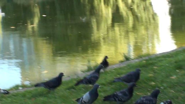 ГОЛУБЕЙ ГНАТЬ НЕЛЬЗЯ!!! ТОЛЬКО КОРМИТ и ЛЮБОВАТЬСЯ!!! 11. 09. 2022 г. смотреть онлайн