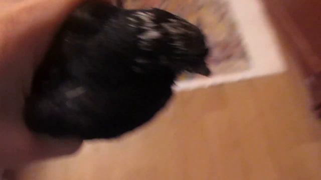 Вертячка у голубя Черныша смотреть онлайн