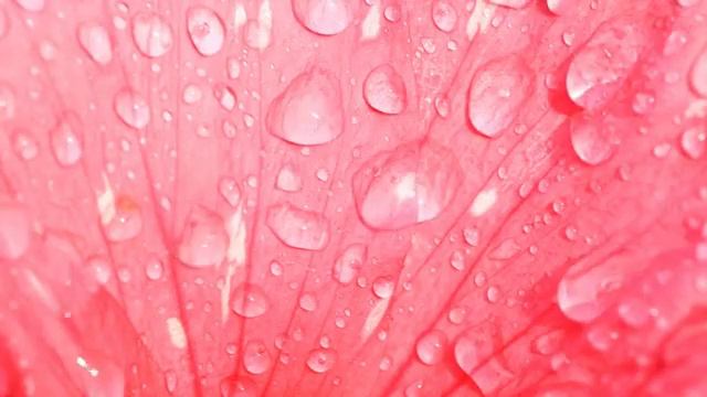 Rose Flowers Video Footage #NoCopyright, #FullHD,  #FreeFlowersFootage, #RoseFlowersFreeDownload ♥️