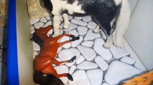 Обзор На КСК "Клевер"  Лошади шляйх?