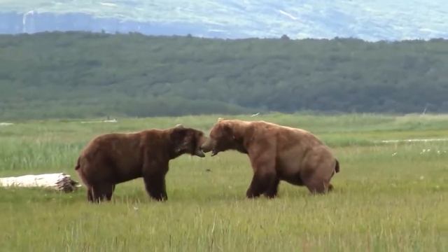 GIANT Python Hunts Leopard Cubs While Mother Leopard Hunting Impala, Anaconda vs Crocodile Fights смотреть онлайн