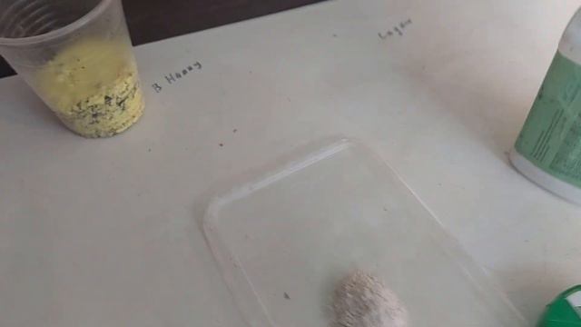 Вынужденно учусь черенковать деревянным черенком крупнолистную гортензию😂 смотреть онлайн