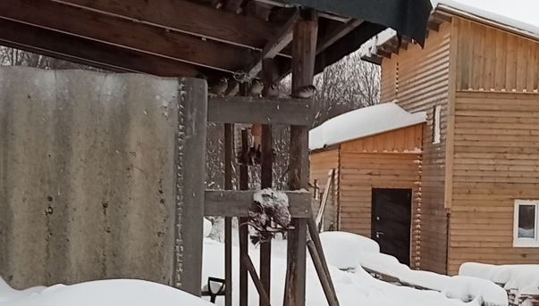 Воробьи прилетели на обед смотреть онлайн