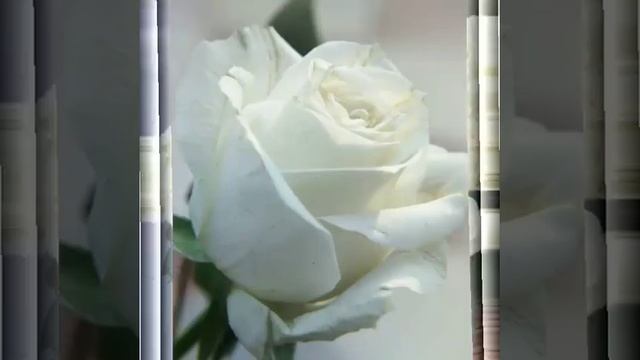 Про белые розы!!! Ю. Шатунов. смотреть онлайн