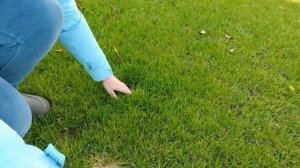 Газон своими руками. Когда лучше сеять: весной, летом или осенью.