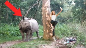 Она Зря Сделала Это! Случаи с Животными 1 на Миллиард Снятые на Камеру