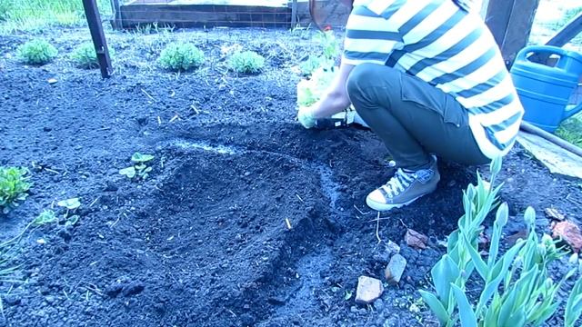 Боевое крещение. Посадка гладиолусов