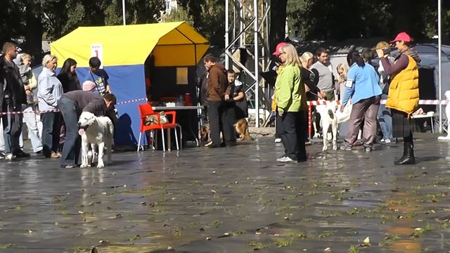 Выставка среднеазиатских овчарок "Осенняя Легенда - 2015" смотреть онлайн