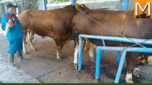 Mating Bull with cow #44