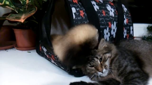 как себя ведут Харёк и Кот !!!!! смотреть онлайн