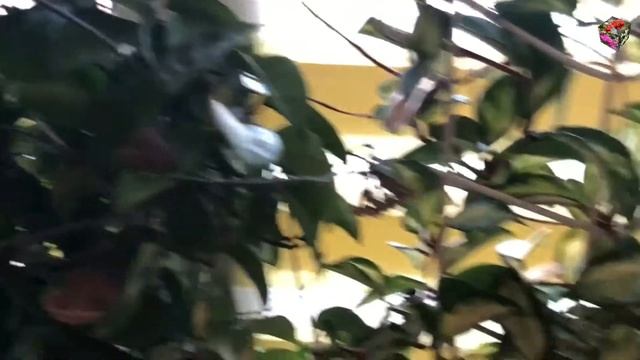 ХОЙЯ - уход, посадка и цветение (Хойя Карноза и  Хойя Карноза триколор).