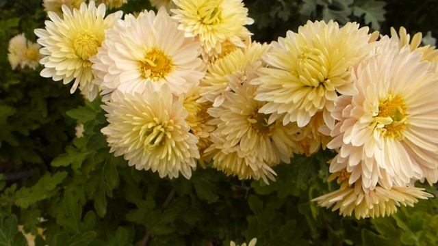 Хризантема сливочно-розовая. смотреть онлайн