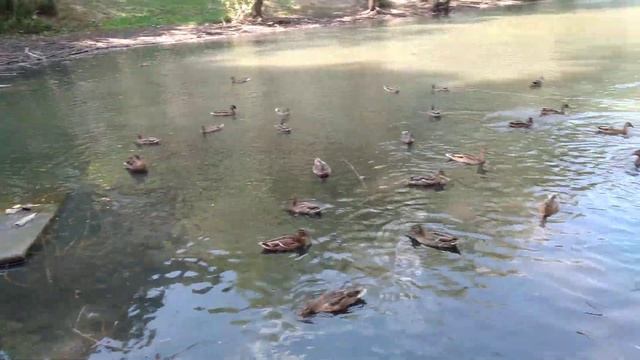 Дикие утки в большом городе. Засуха в России.Wild ducks live in the metropolis. Drought in Russia смотреть онлайн