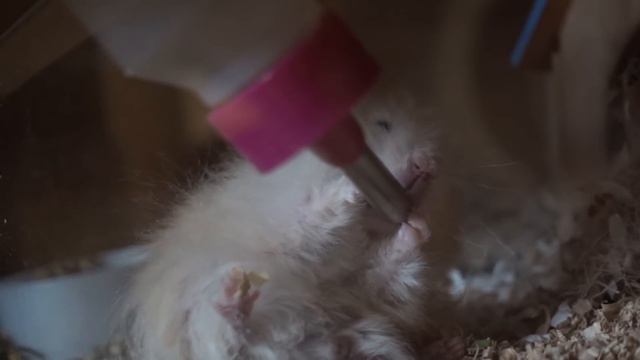 Милка нашлась!!! Маус жив.