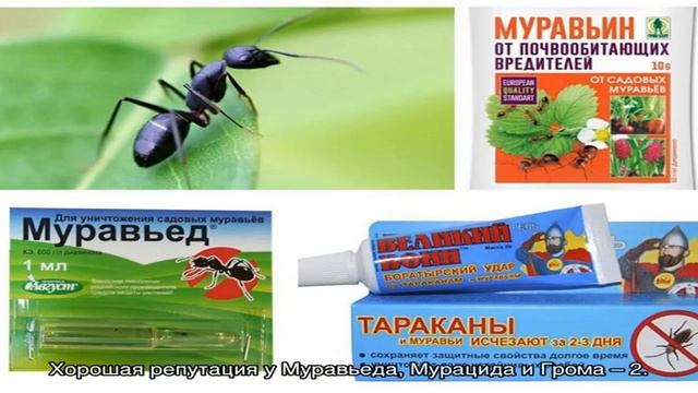Как избавиться от муравьев в огурцах — эффективные способы в помощь огородникам смотреть онлайн