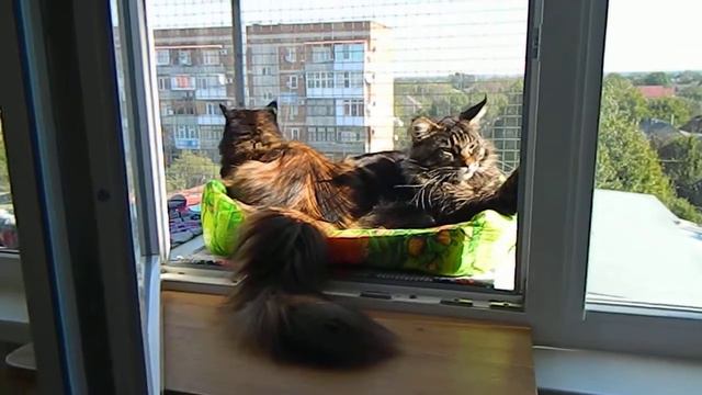 Сиеста # Кошки Мейн кун смотреть онлайн