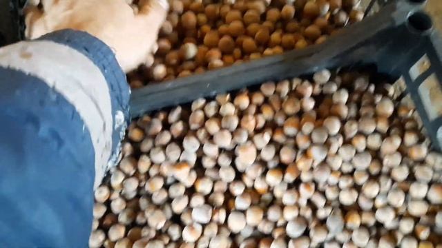 Урожай фундука этого года! смотреть онлайн