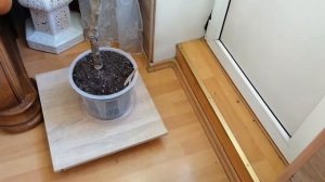 Обрезка, прививка и укоренение черенков плюмериий из семян.