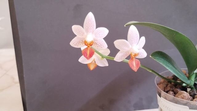 Орхидея "Mini Mark" ("Мини Марк"). Конопатая радость! смотреть онлайн